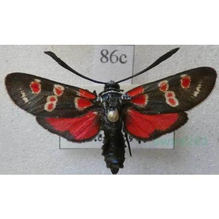 Zygaena carniolica (Scopoli, 1763) Kraśnik rzęsinowiec Spain86c